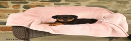 Rottweiler dogs for sale: Napoleon - Ad 4