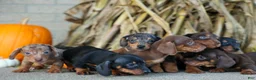 Miniature Dachshund dogs for sale:  Zion💙 - Ad 24
