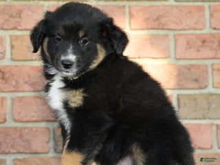 Australian Shepherd dogs - Ad 28