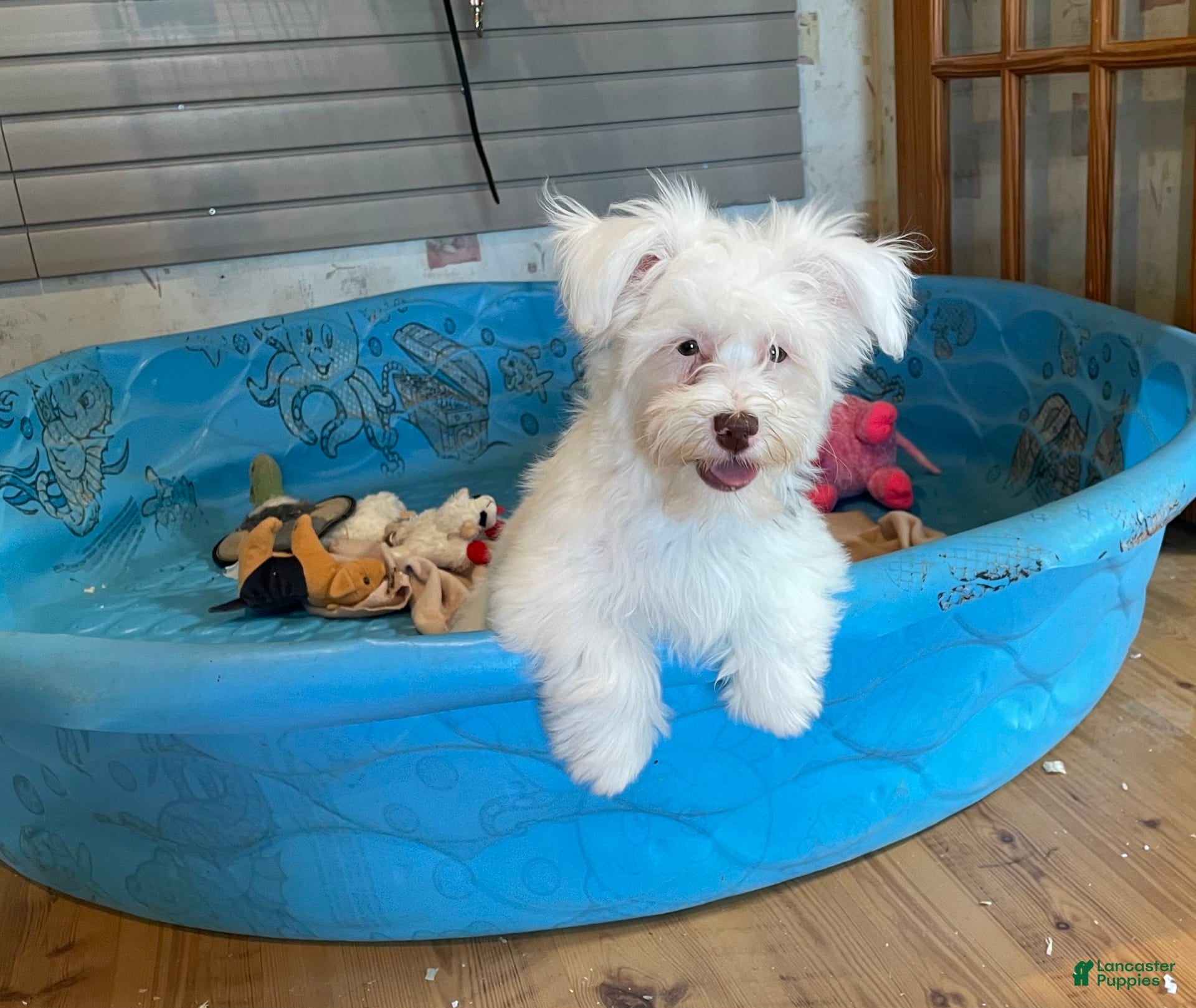 Havanese dogs Judy - Ad 1