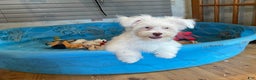 Havanese dogs for sale: Judy - Ad 1