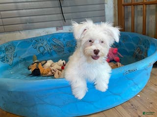 Havanese dogs Judy - Ad 21