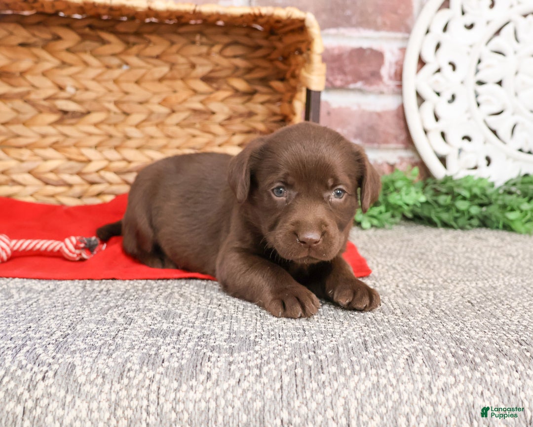 Labrador Retriever dogs for sale: Lynn  - Ad 2