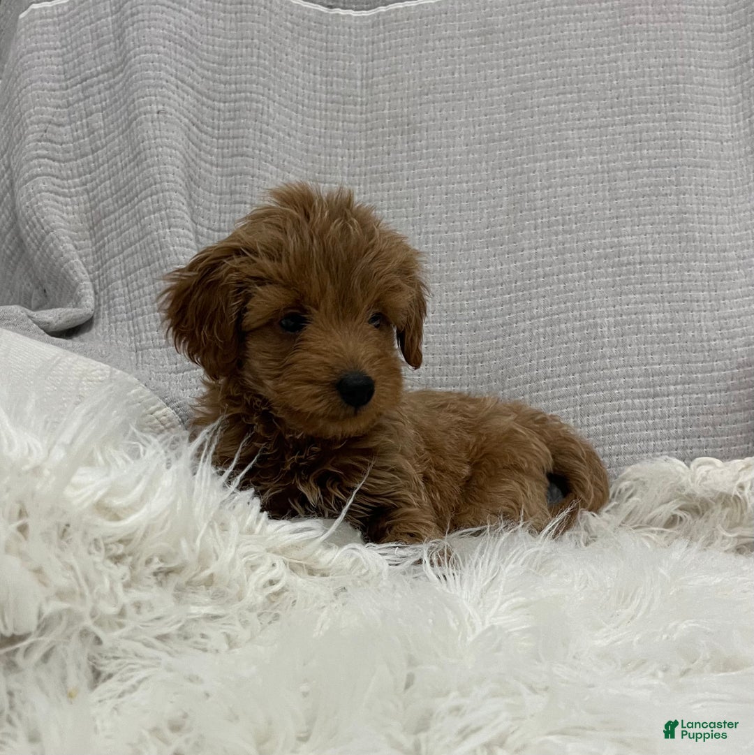 Mini Goldendoodle dogs for sale: Dixie  - Ad 2
