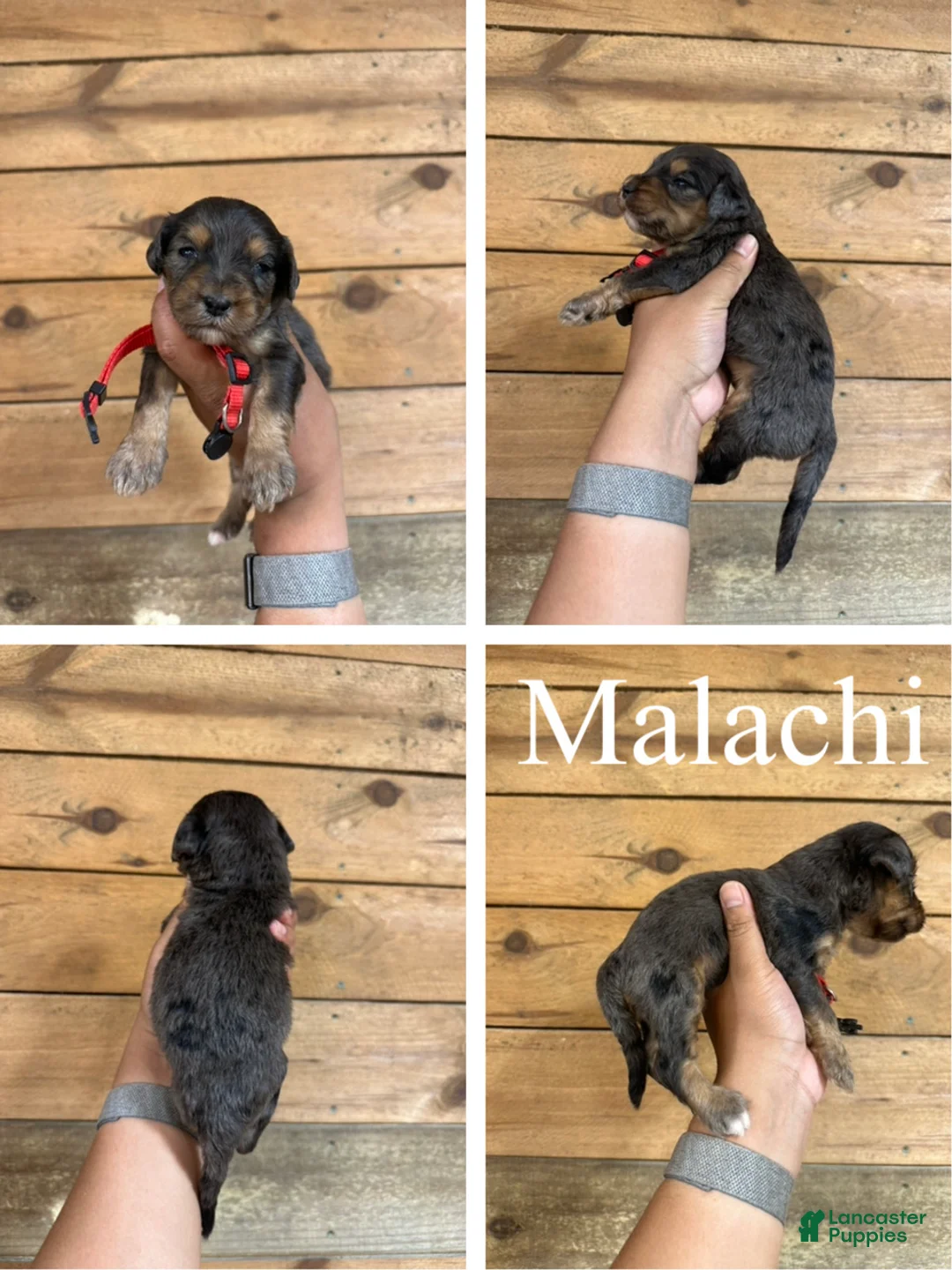 Mixed Breed dogs for sale: Malachi  - Ad 1