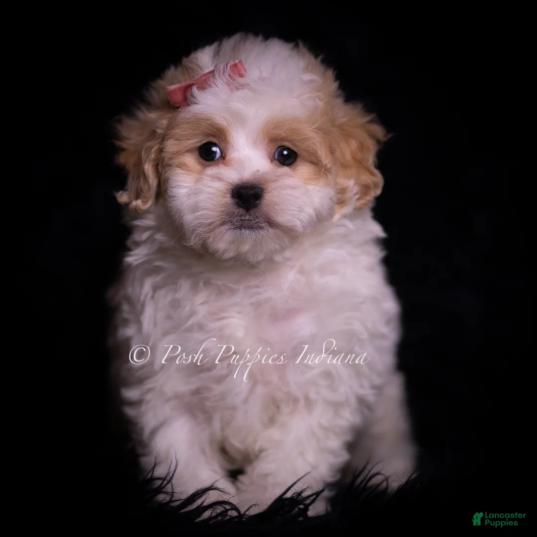 Maltipoo dogs for sale: Cammie - Ad 2