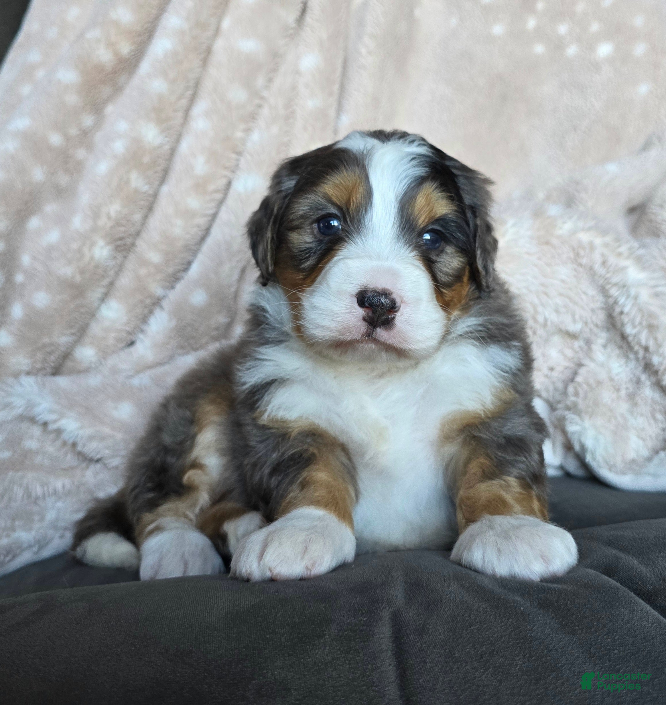 Mini Bernedoodle dogs for sale: Mini Watts  - Ad 2