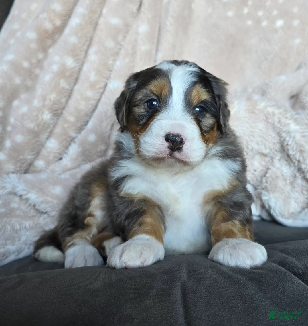 Mini Bernedoodle dogs for sale: Mini Watts  - Ad 2