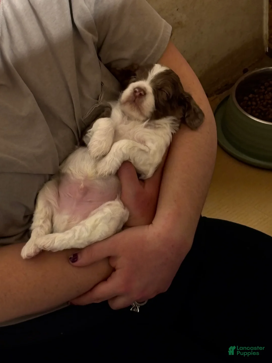 Cockapoo dogs for sale: Jericho  - Ad 6