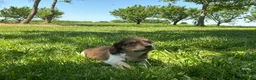 Miniature Dachshund dogs for sale: Cooper - Ad 3