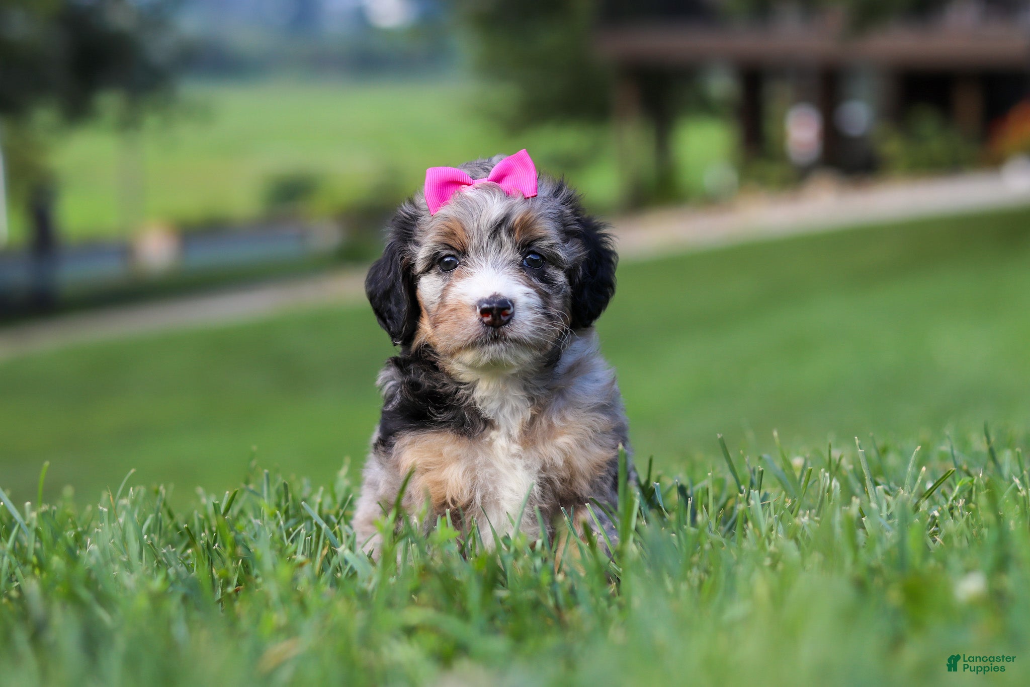 Mini Bernedoodle dogs Starfire - Ad 2