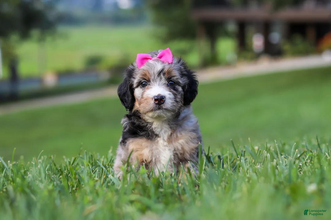 Mini Bernedoodle dogs for sale: Starfire - Ad 2