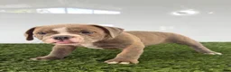 Olde English Bulldogge dogs for sale: Lane - Ad 4