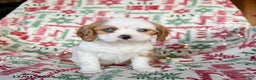 Cavalier King Charles Spaniel dogs for sale: Bailey - Ad 3