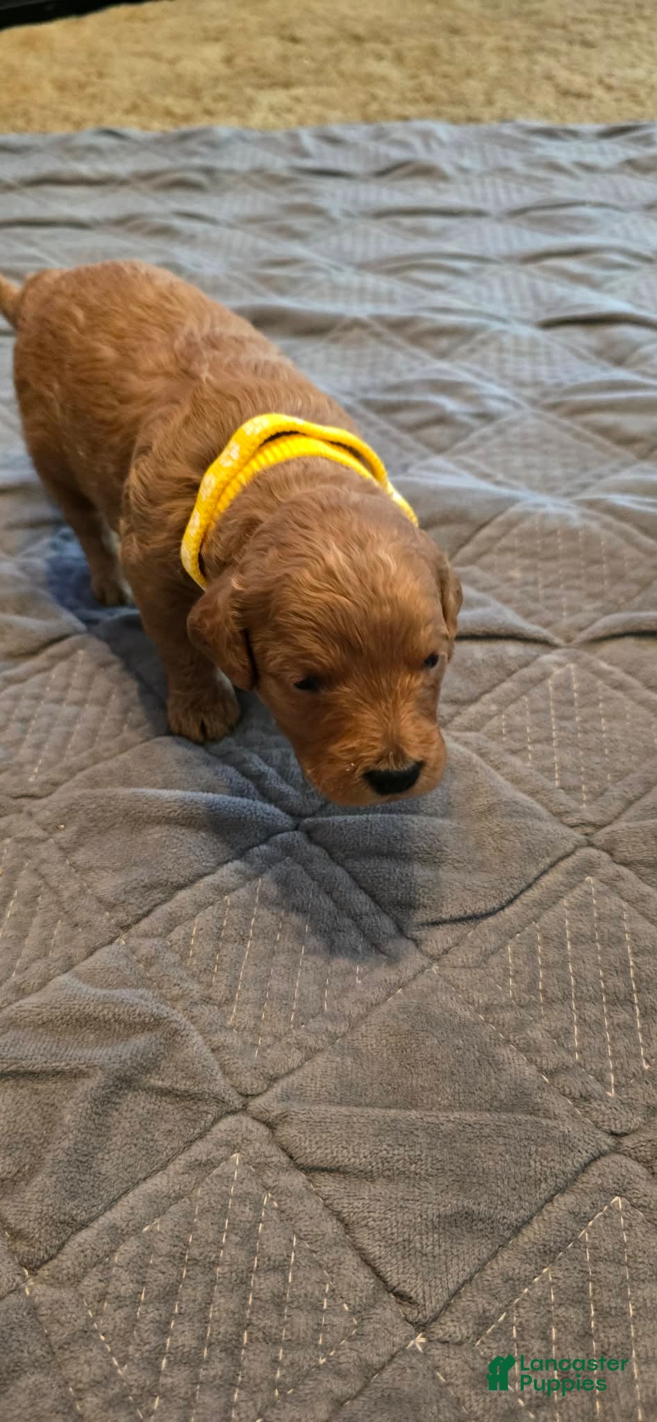 Mini Goldendoodle dogs bear (male) - Ad 1