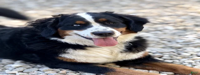 Darla