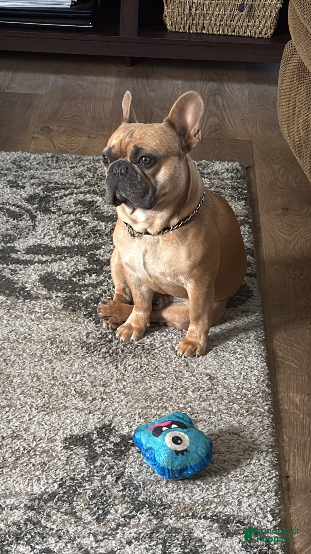 French Bulldog dogs Smokes pups - Ad 14
