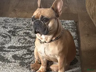 French Bulldog dogs Smokes pups - Ad 1