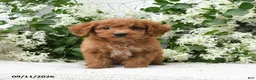 Goldendoodle dogs for sale: Jodi - Ad 3