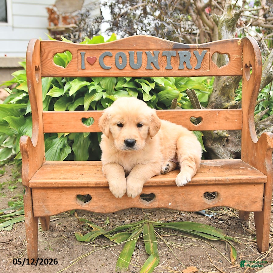 Golden Retriever dogs Dawson - Ad 2