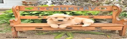 Golden Retriever dogs for sale: Dawson - Ad 2