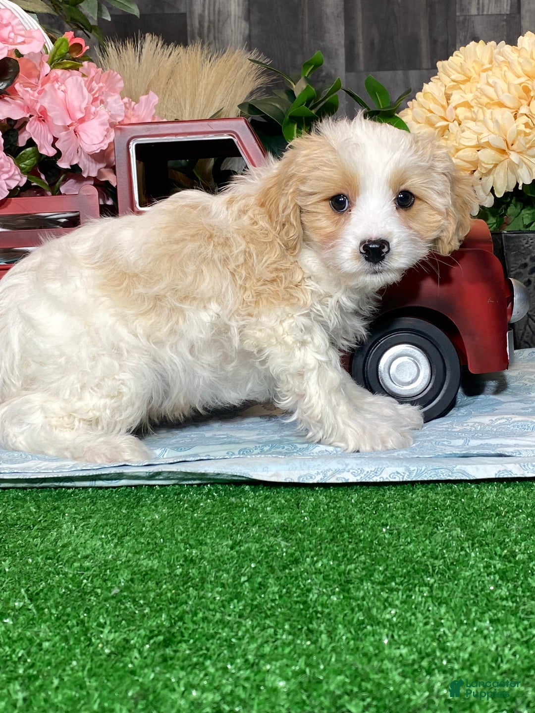 Cavapoochon dogs for sale: Viper  - Ad 5