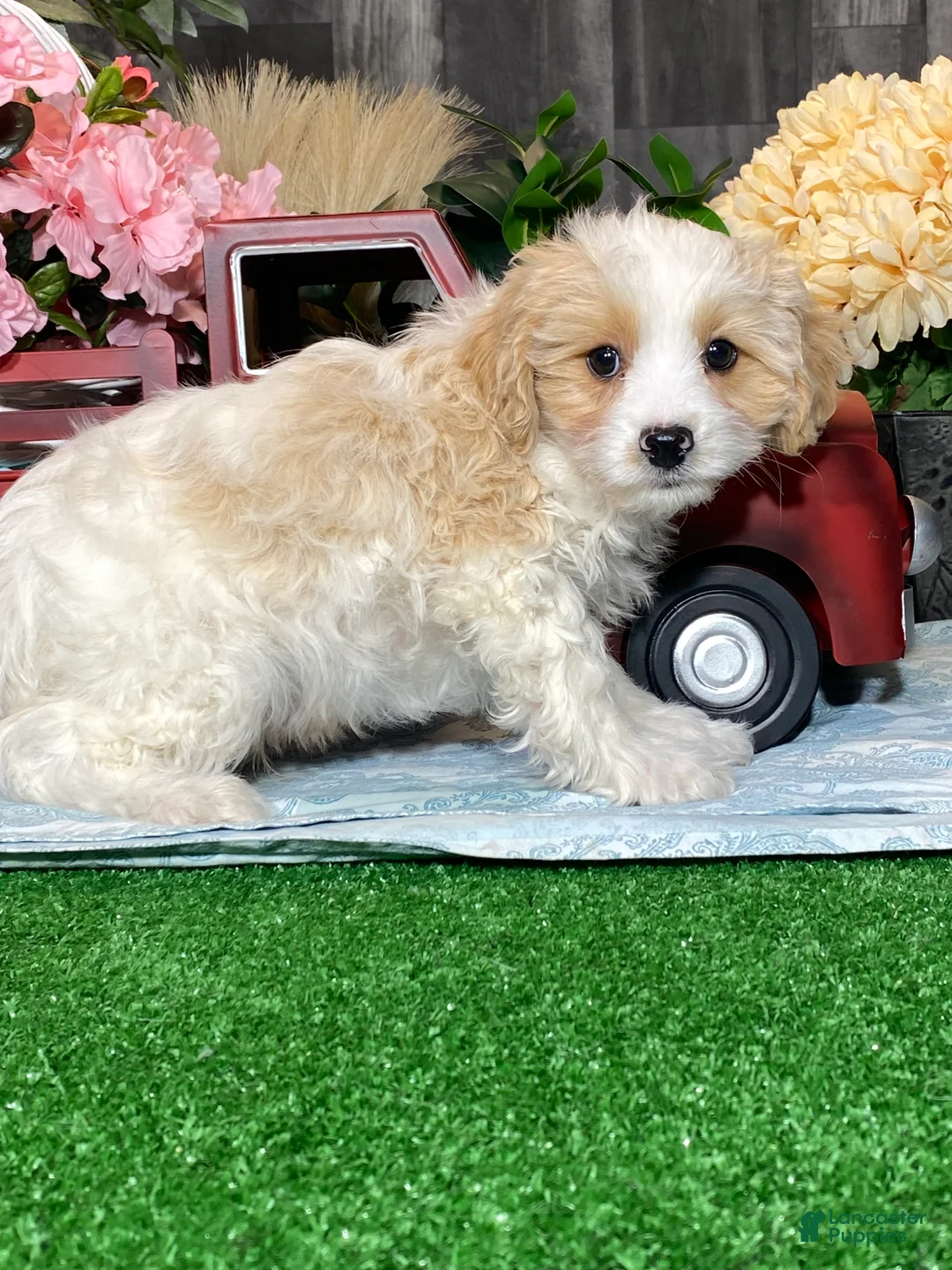 Cavapoochon dogs for sale: Viper  - Ad 5