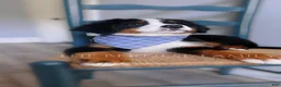 Bernese Mountain Dog dogs for sale: Mason - Ad 5