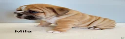 English Bulldog dogs for sale: Mila - Ad 4