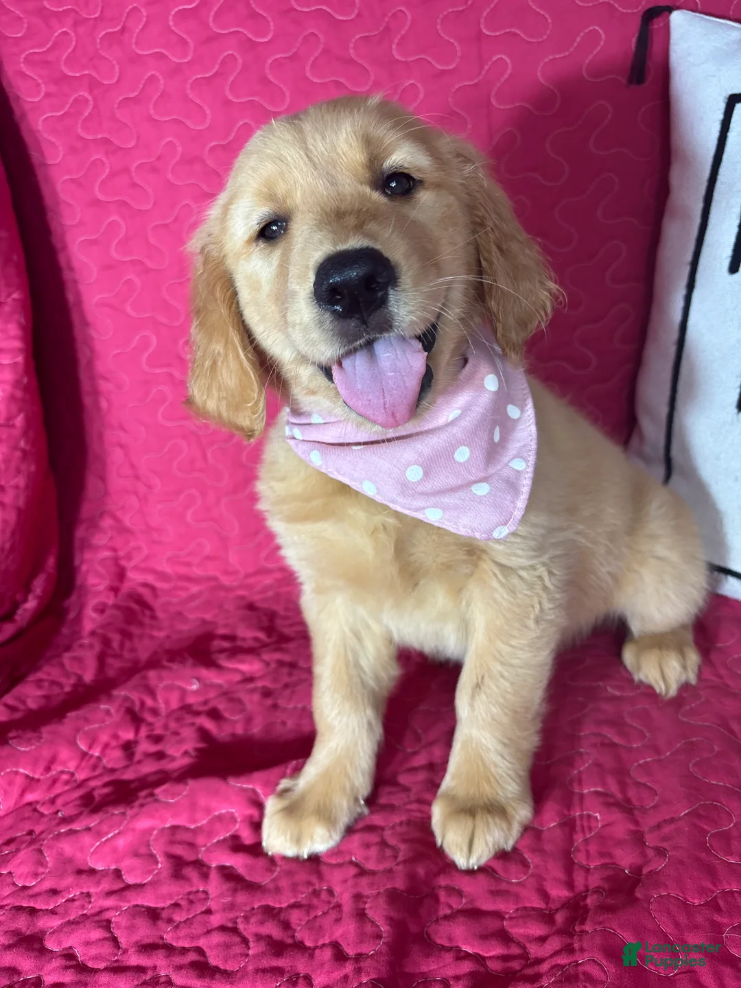 Golden Retriever dogs for sale: Gwen - Ad 1