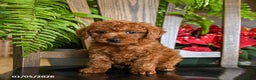 Toy Poodle dogs for sale: Warrior - Ad 4