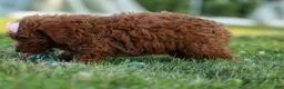 Miniature Poodle dogs for sale:  Dixie 🎀🐶 - Ad 6