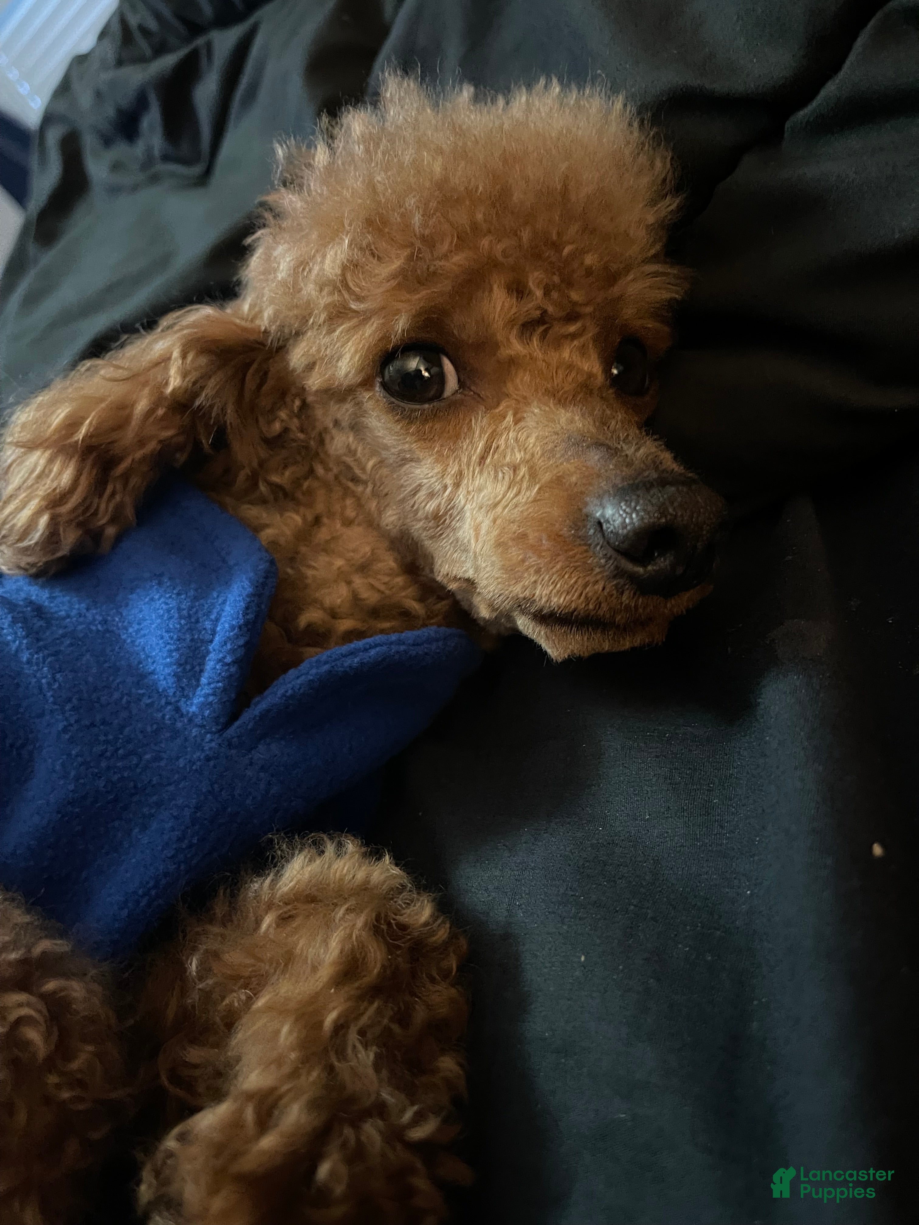 Toy Poodle dogs Akc Clear Red Bred Milo - Ad 2