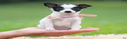 Chihuahua dogs for sale: Chickie - Ad 6