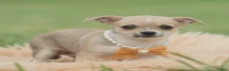 Chihuahua dogs for sale: Papi - Ad 4