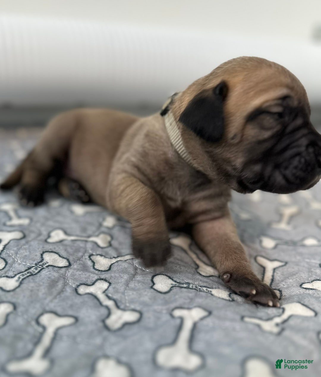 Great Dane dogs for sale: Gray Collar - Ad 2