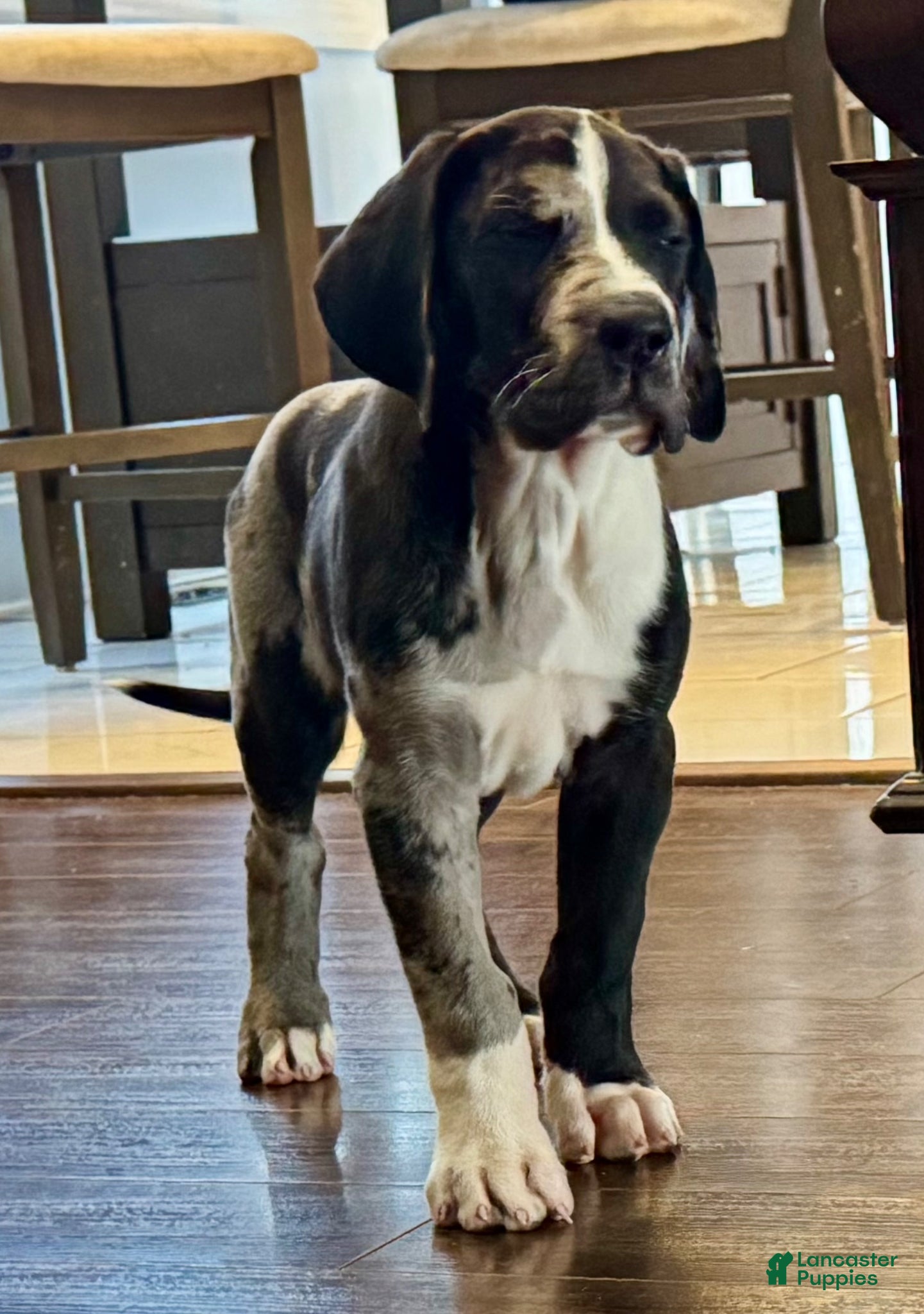Great Dane dogs Harlequin with Merle Markings - Ad 1