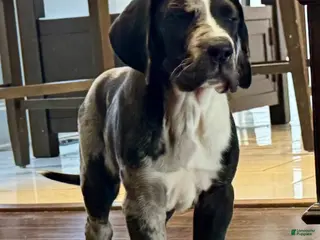 Great Dane dogs for sale: Harlequin with Merle Markings - Ad 1