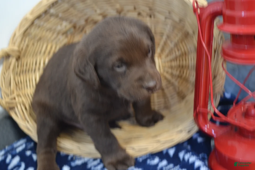 Labrador Retriever dogs for sale: Rascal - Ad 2