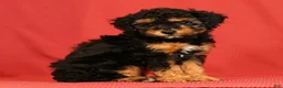Miniature Poodle dogs for sale: Callie - Ad 8