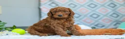 Goldendoodle dogs for sale: Willow - Ad 4