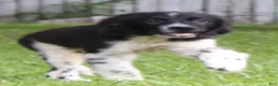 Newfoundland dogs for sale: Molly - Ad 3