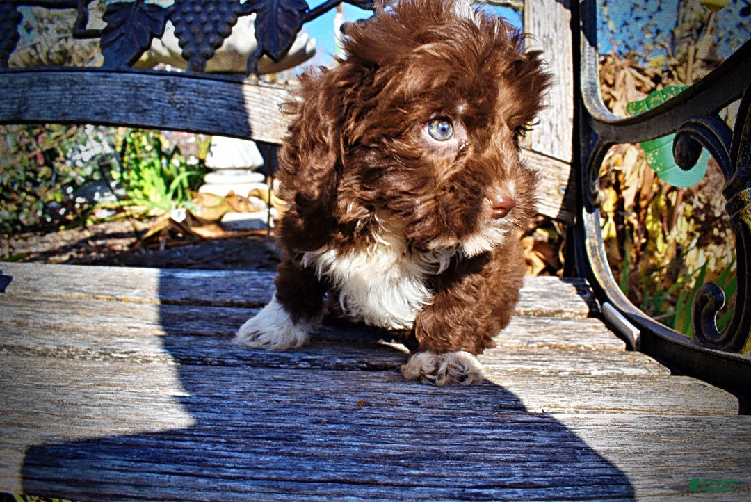 Havapoo dogs for sale: Ozzie - Ad 7