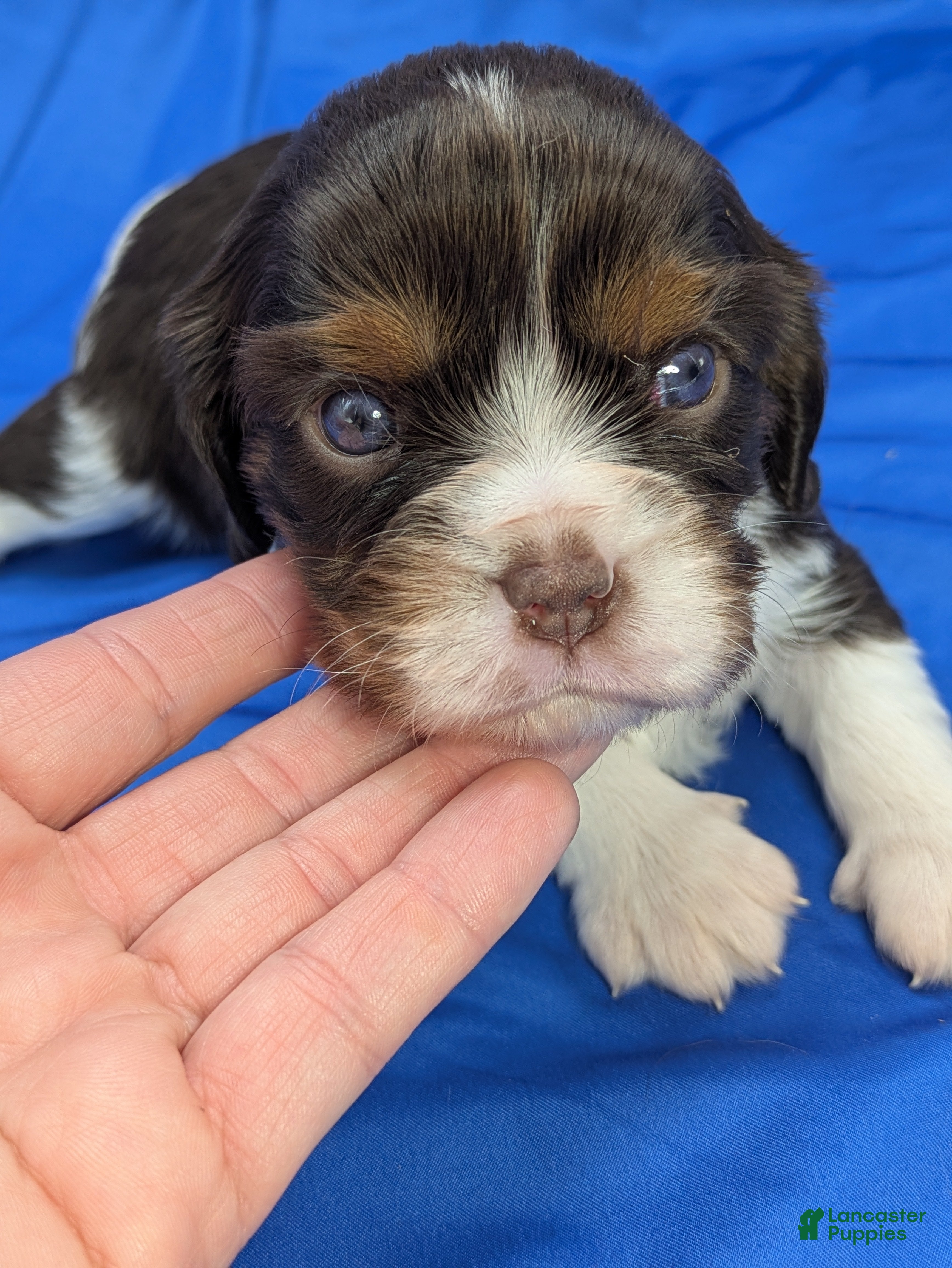 Cavalier King Charles Spaniel dogs Chocolate tri girl 3 - Ad 5