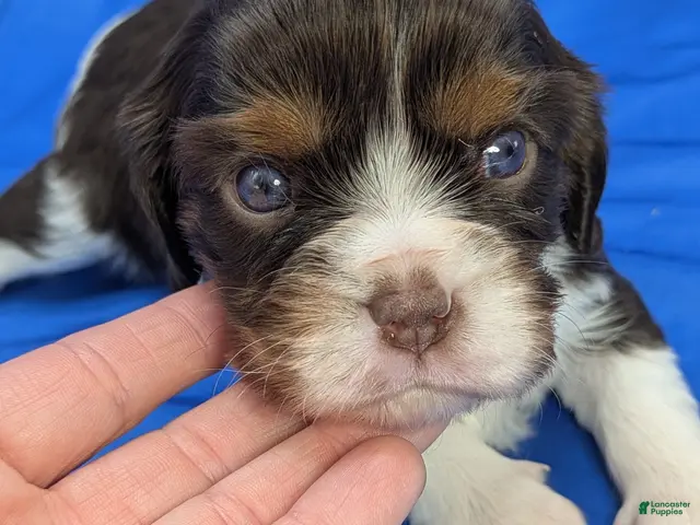 Cavalier King Charles Spaniel dogs Chocolate tri girl 3 - Ad 25