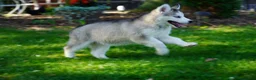 Siberian Husky dogs for sale: Lola - Ad 5