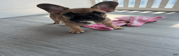 French Bulldog dogs for sale: COCOA - Ad 11