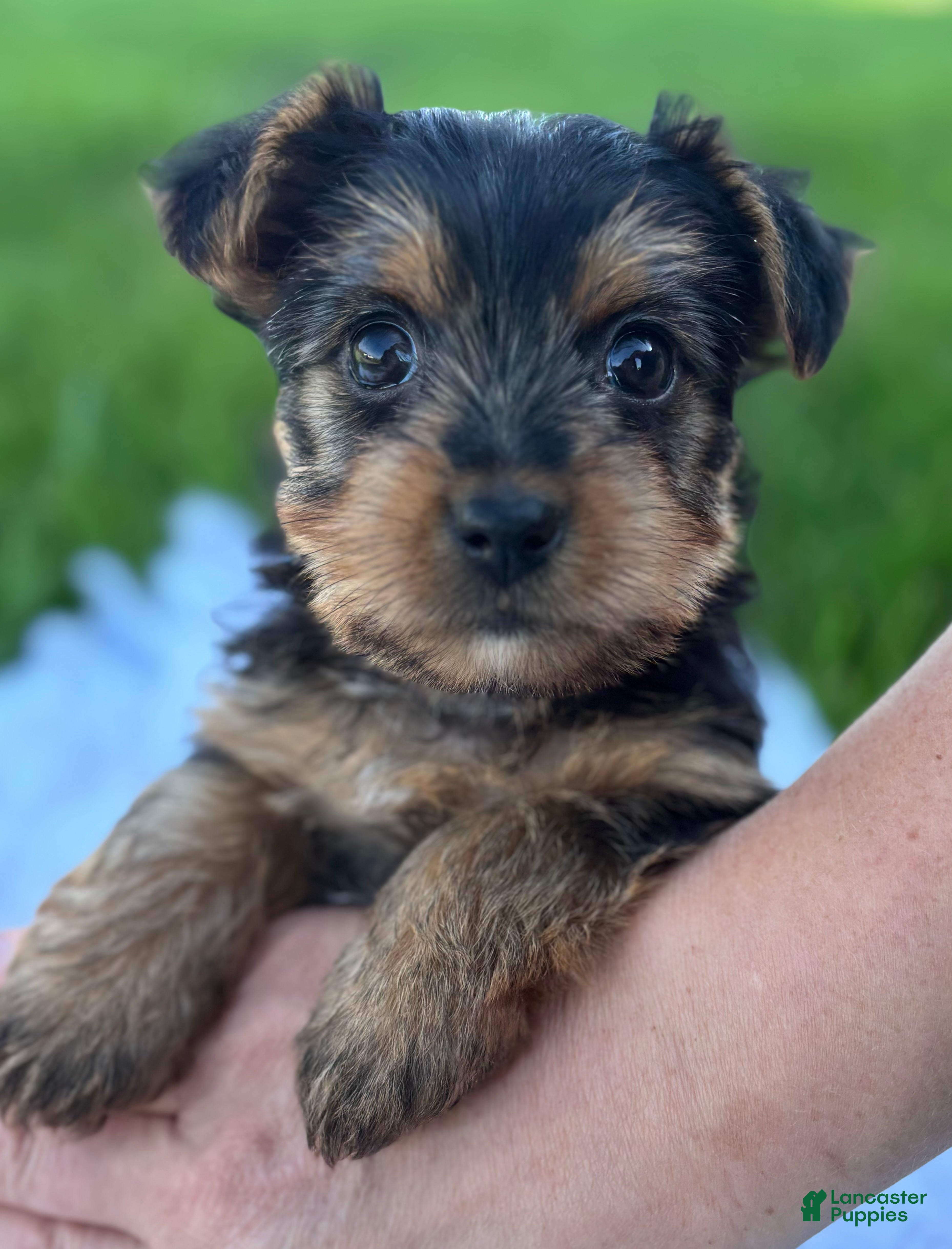 Yorkshire Terrier dogs Miah - Ad 1
