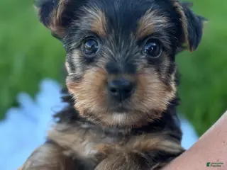 Yorkshire Terrier dogs for sale: Miah - Ad 4