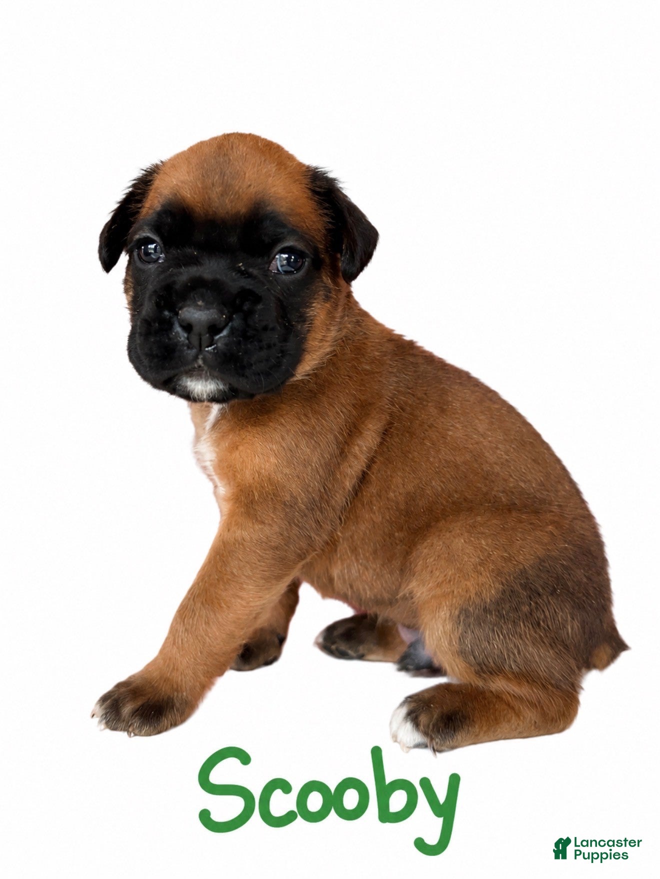 Boxer dogs Scooby - Ad 2
